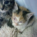 IMG-20161026-WA0024-150x150 Start-ins-Leben Patenschaft - 2 Kätzchen suchen einen Paten