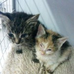 IMG-20161026-WA0025-150x150 Start-ins-Leben Patenschaft - 2 Kätzchen suchen einen Paten