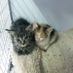 IMG-20161026-WA0026-150x150 Start-ins-Leben Patenschaft - 2 Kätzchen suchen einen Paten