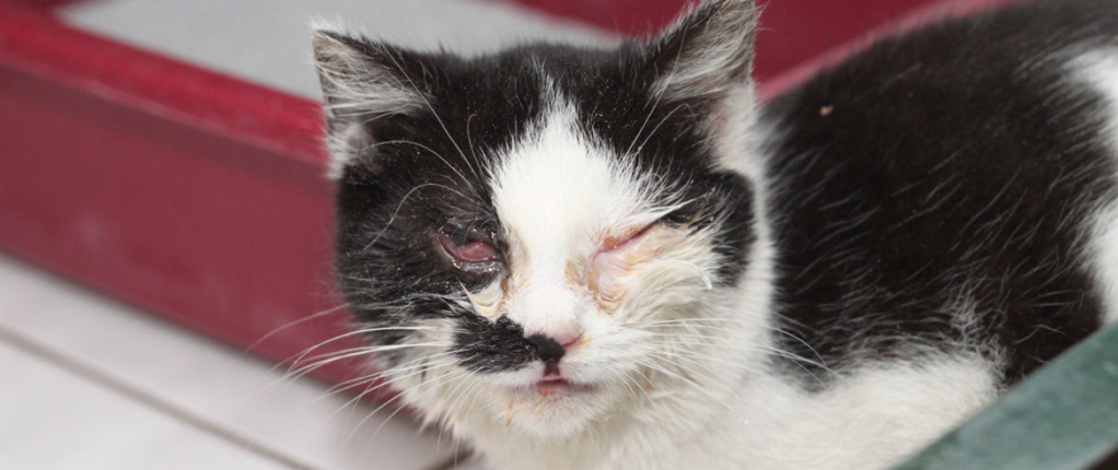 Katze mit Augenkrankheit