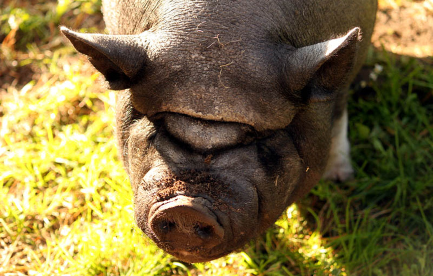 Schwein-Rudi-auf-wiese-trauriges Hundesenior Rudi