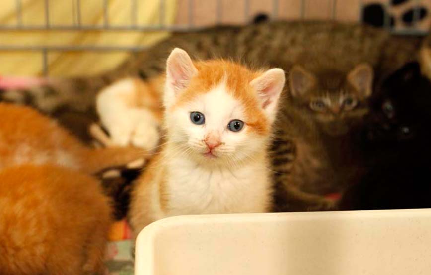 beitragsbild-15 10 Kitten aus dem Tierheim Bückeburg suchen Start-ins-Leben Paten