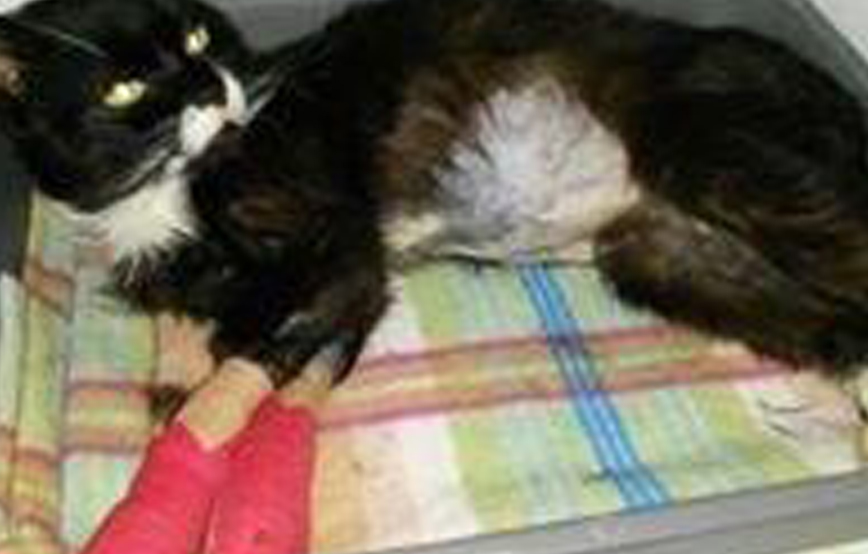 beitragsbild katze karlchen geschwüre