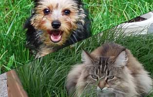 ratgeber-hunde-katzen-nierenversagen Erste Hilfe beim Hund - Teil3