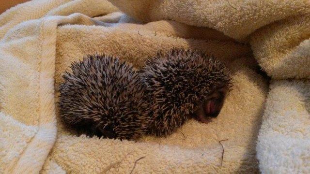 20160922_175404 Notfellchen-Fonds - kleine Igel im Herbst