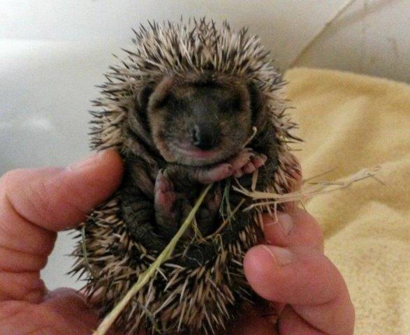 20160923_101304 Notfellchen-Fonds - kleine Igel im Herbst