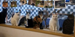 Hilfe-in-den-katzenhäusern-katzenparade-300x150 Ehrenamt im Tierschutzliga-Dorf