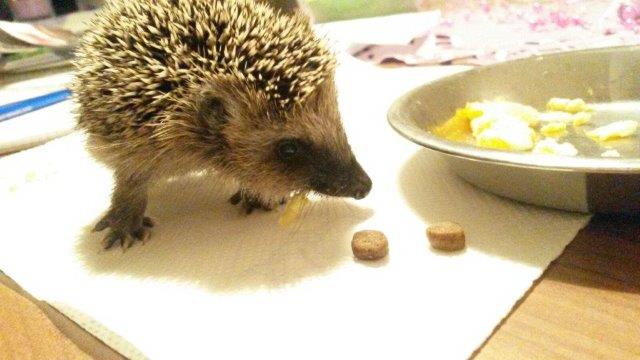 IMG-20160916-WA0013 Notfellchen-Fonds - kleine Igel im Herbst