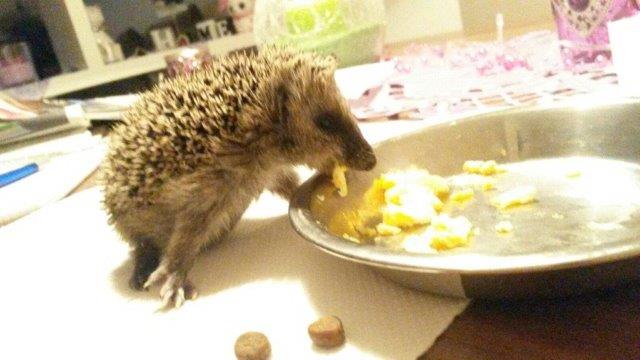 IMG-20160916-WA0019 Notfellchen-Fonds - kleine Igel im Herbst