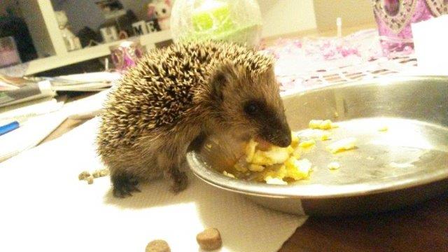 IMG-20160916-WA0020 Notfellchen-Fonds - kleine Igel im Herbst