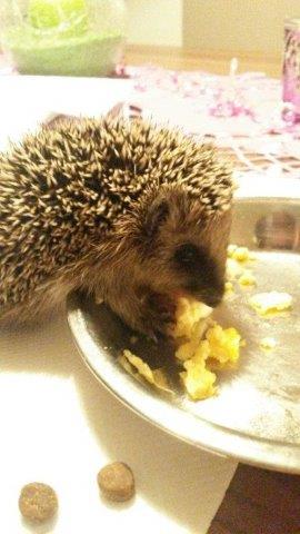 IMG-20160916-WA0021 Notfellchen-Fonds - kleine Igel im Herbst