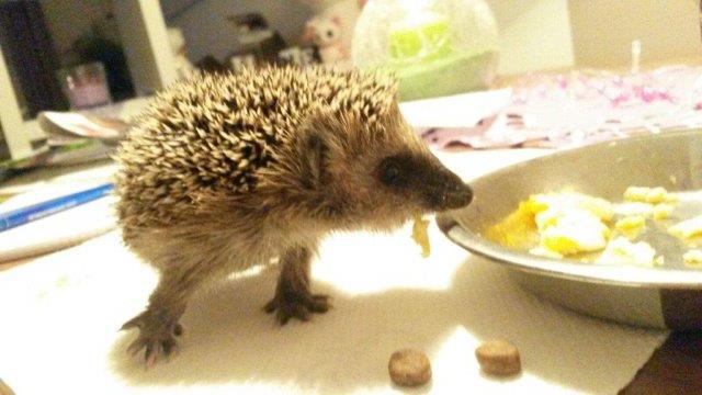 IMG-20160916-WA0022 Notfellchen-Fonds - kleine Igel im Herbst