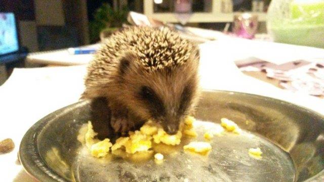 IMG-20160916-WA0023 Notfellchen-Fonds - kleine Igel im Herbst