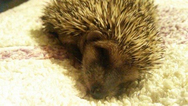 IMG-20160923-WA0003 Notfellchen-Fonds - kleine Igel im Herbst