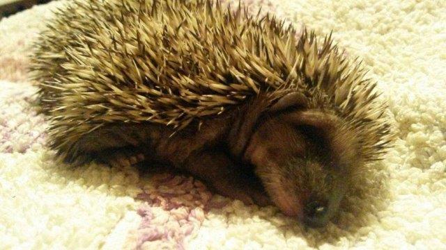 IMG-20160923-WA0006 Notfellchen-Fonds - kleine Igel im Herbst