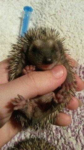 IMG-20160923-WA0007 Notfellchen-Fonds - kleine Igel im Herbst