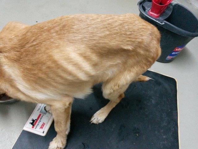 IMG-20161110-WA0046 Akut – Hobbyzüchter ließ 13 Hunde fast verhungern