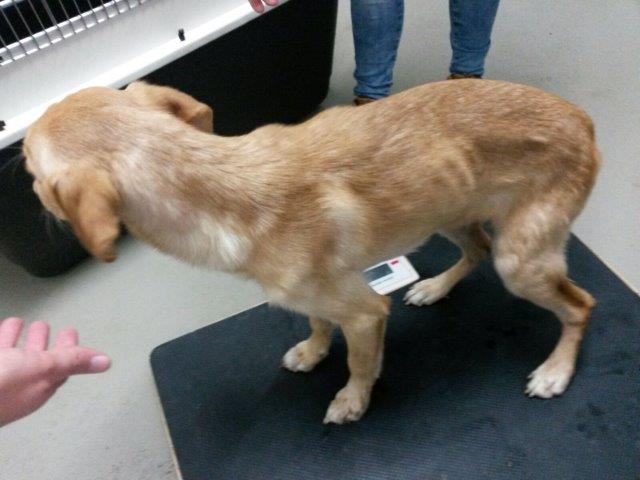 IMG-20161110-WA0050 Akut – Hobbyzüchter ließ 13 Hunde fast verhungern