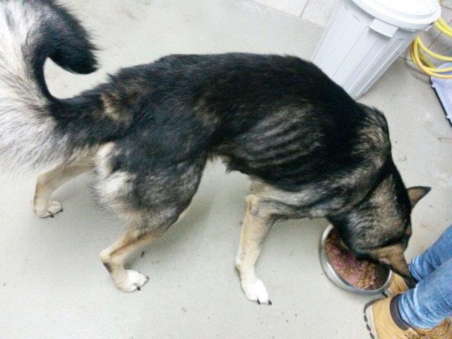 IMG-20161110-WA0051 Akut – Hobbyzüchter ließ 13 Hunde fast verhungern