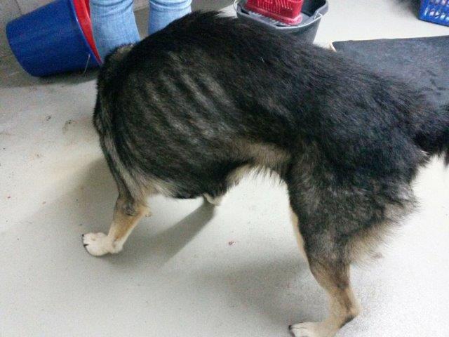 IMG-20161110-WA0052 Akut – Hobbyzüchter ließ 13 Hunde fast verhungern