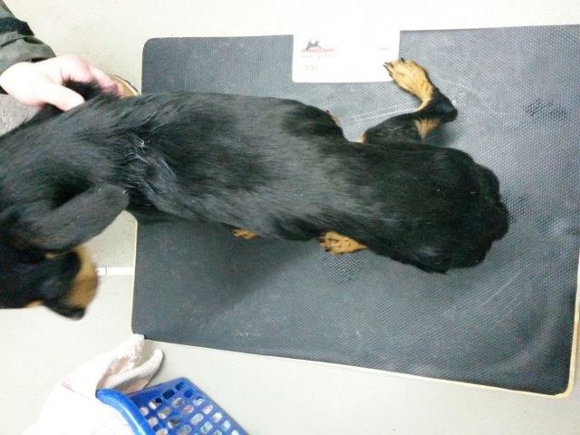 IMG-20161110-WA0053 Akut – Hobbyzüchter ließ 13 Hunde fast verhungern