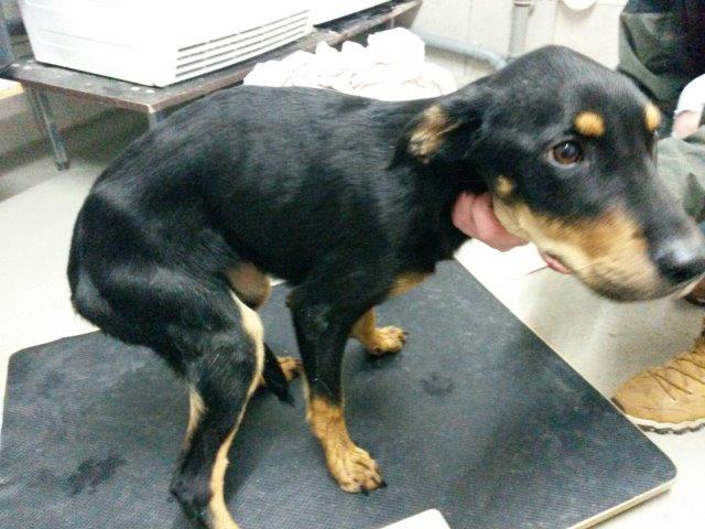 IMG-20161110-WA0061 Akut – Hobbyzüchter ließ 13 Hunde fast verhungern