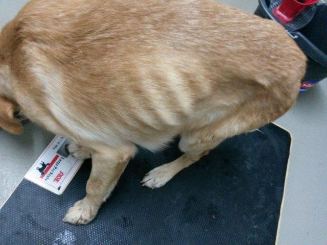 IMG-20161110-WA0062 Akut – Hobbyzüchter ließ 13 Hunde fast verhungern