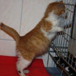 IMG_3728-150x150 Start ins Leben Patenschaft - Kleiner verschnupfter Kater sucht Paten