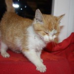 IMG_3744-150x150 Start ins Leben Patenschaft - Kleiner verschnupfter Kater sucht Paten