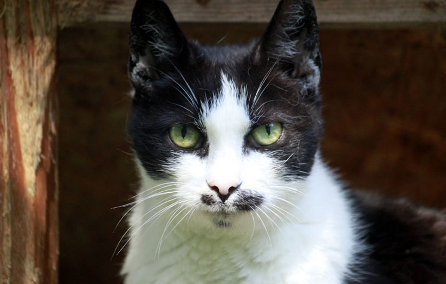 Katze-Toto-trauriges Lucy - nichts hat mehr geholfen