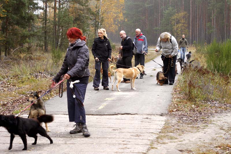 MG_6309 Herbstwanderung mit den Tierheimhunden 2016