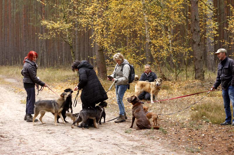 MG_6312 Herbstwanderung mit den Tierheimhunden 2016