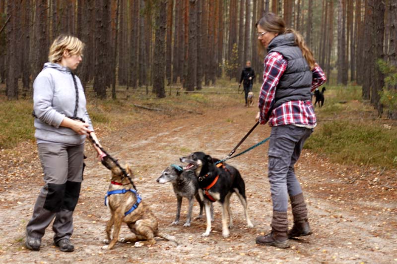 MG_6314 Herbstwanderung mit den Tierheimhunden 2016
