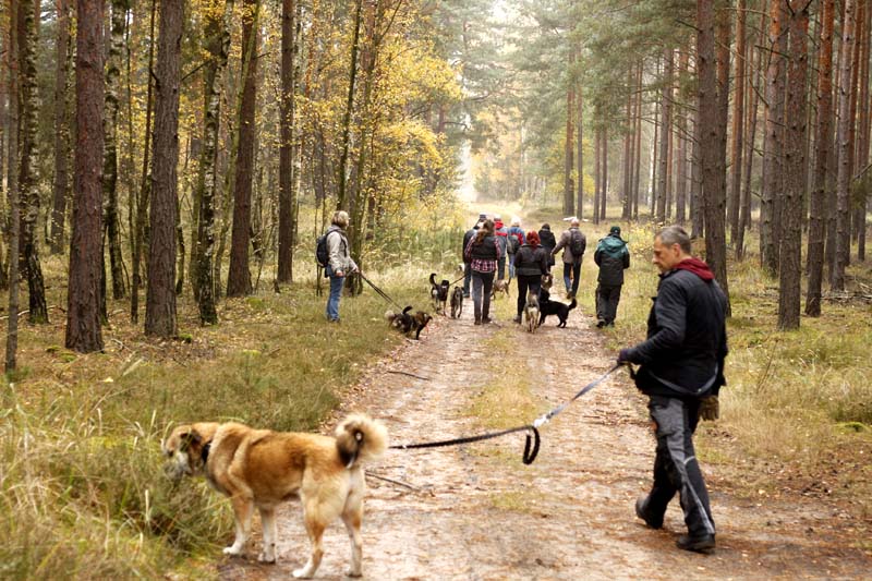 MG_6320 Herbstwanderung mit den Tierheimhunden 2016
