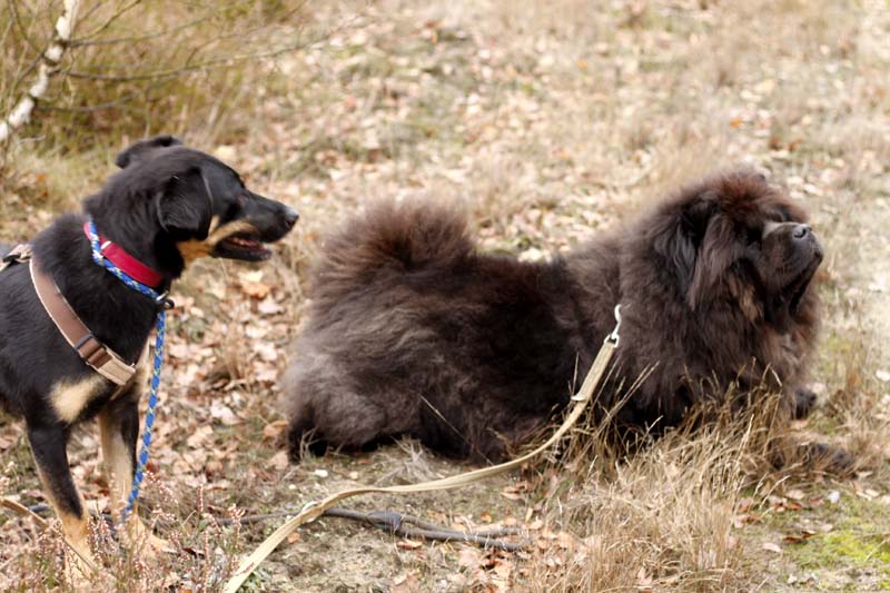 MG_6333 Herbstwanderung mit den Tierheimhunden 2016