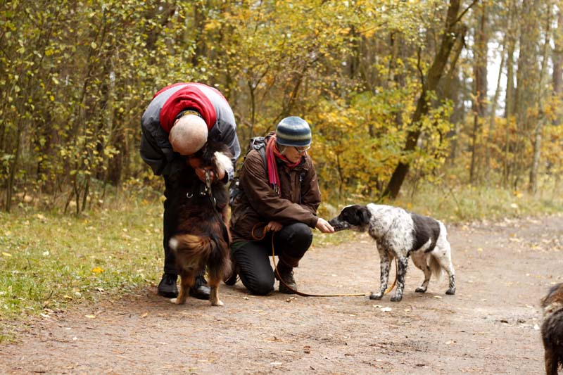 MG_6368 Herbstwanderung mit den Tierheimhunden 2016