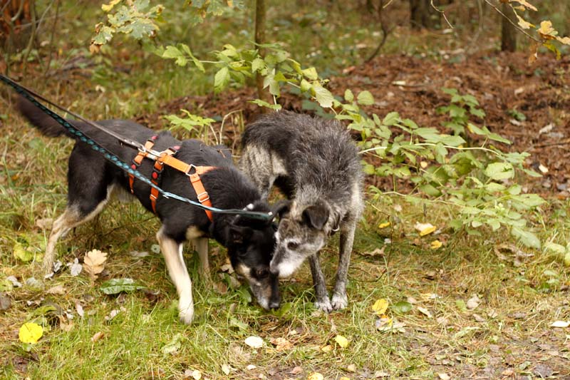 MG_6371 Herbstwanderung mit den Tierheimhunden 2016