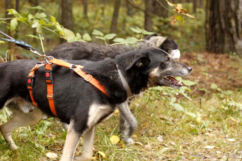 MG_6377 Herbstwanderung mit den Tierheimhunden 2016