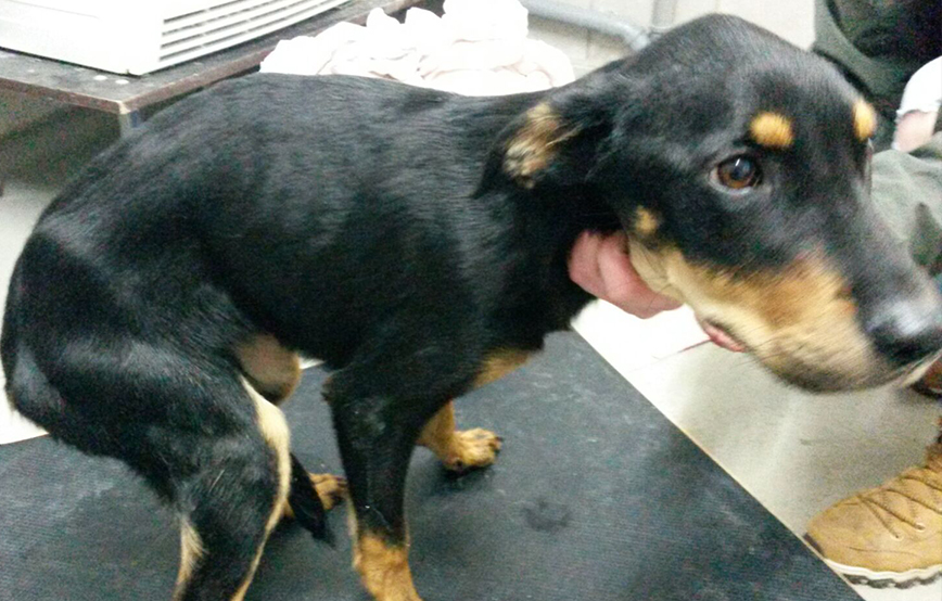Akut Hobbyzüchter ließ 13 Hunde fast verhungern 11. November 2016