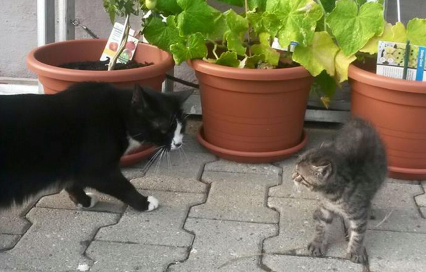 beitragsbild_023 Glücklich vermittelt - Tierschutzliga Dorf Neuhausen