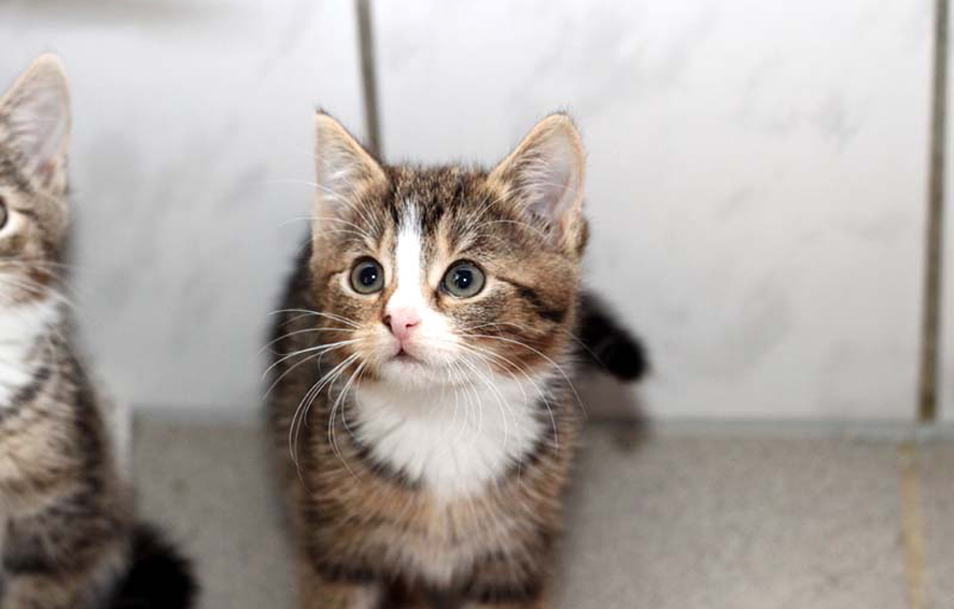 Katzenkind-Ginny-trauriges Wir werden dich nie vergessen Manni