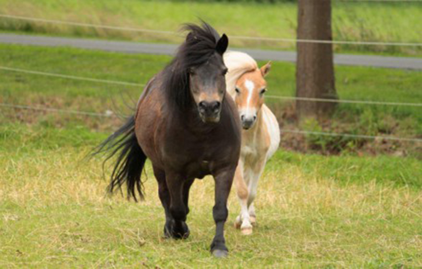 beitrag Ein ganz normaler Monat im Tierschutzliga-Dorf