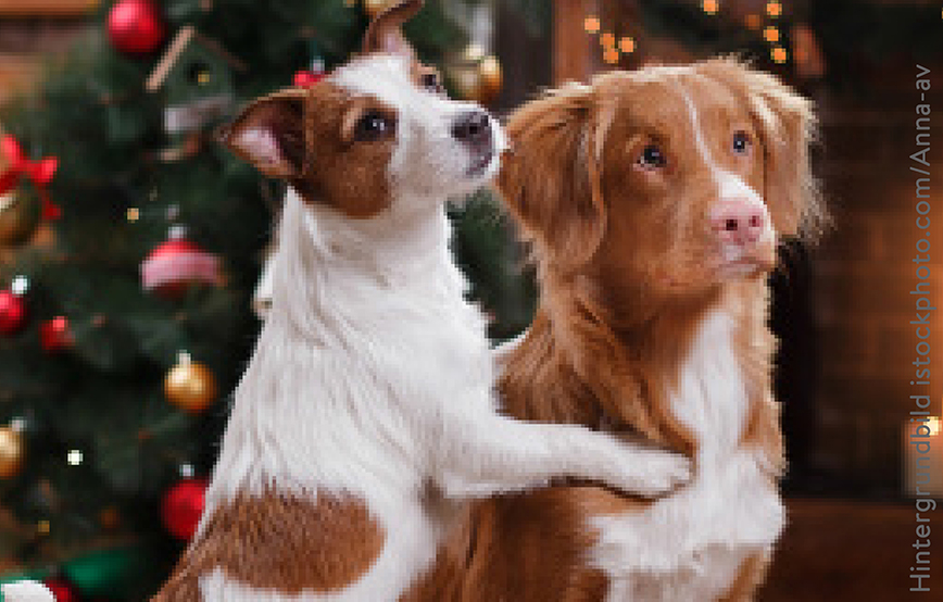 beitragsbild-2 Weihnachtspate werden und unseren Tierheimen helfen