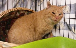 Kater mit verfaulten Zähnen schaut aus dem Körbchen