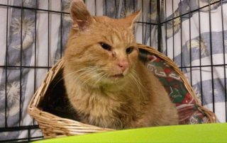 Kater mit verfaulten Zähnen im Körbchen