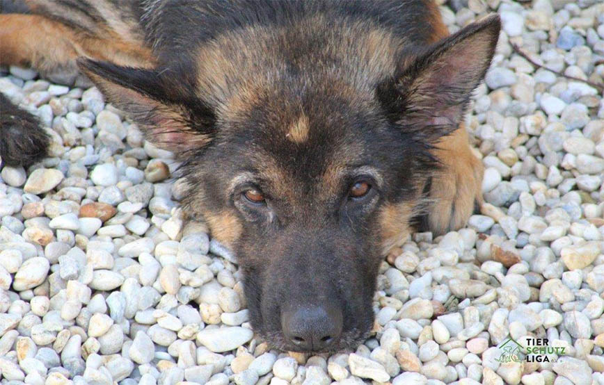 Beitragsbild 44 Hundewelpen in Wollaberg - Welpenschmuggel auf der Autobahn - Ausnahmezustand