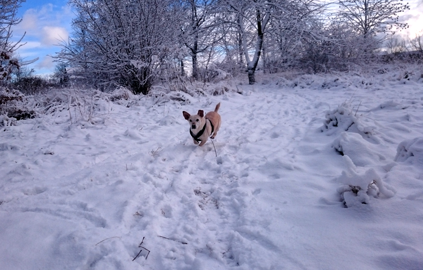 Hund-Jelly-rennt-im-schnee Tyson hat schon ein paar Freundinnen