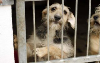 Hund PT683 schaut hinter gitter