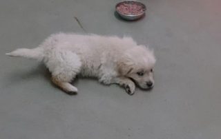 Welpe aus Rumänien liegt