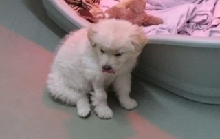 Welpe aus rumänien schaut nach unten